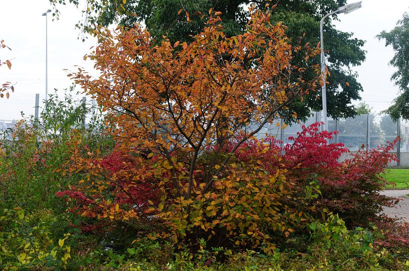 herfst by Robert Lotman