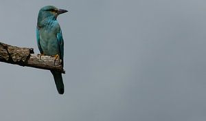 Europese scharrelaar (Coracias garrulus)