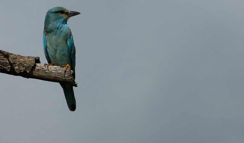 Europese scharrelaar (Coracias garrulus) von Loraine van der Sande