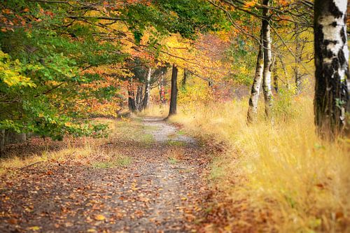 Autumn landscape in authentic nature reserve