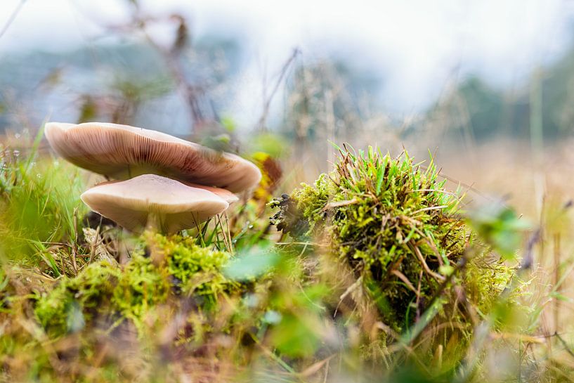 Paddenstoelen by Richard Bremer