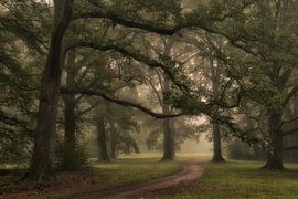 Schlosspark - Königliches Landgut Het Loo von Moetwil en van Dijk - Fotografie