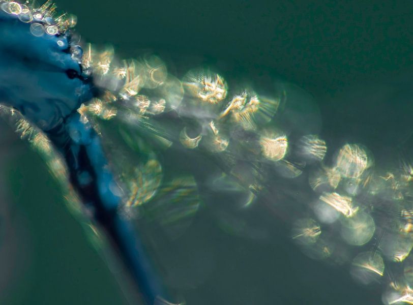 Damselfly dewdrops by natascha verbij