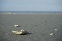 Beach with shell