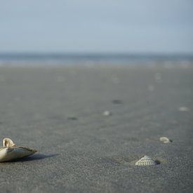 Strand met schelp van Co Bliekendaal
