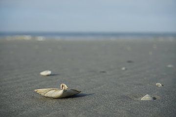 Strand mit Muschel von Co Bliekendaal