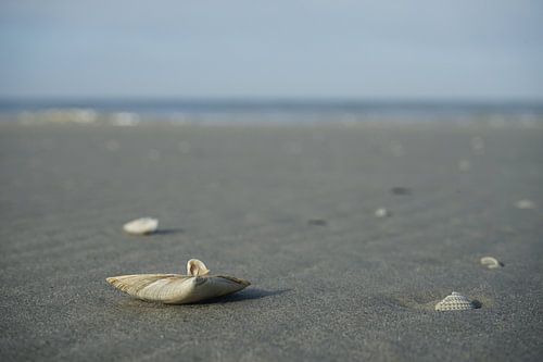 Strand met schelp