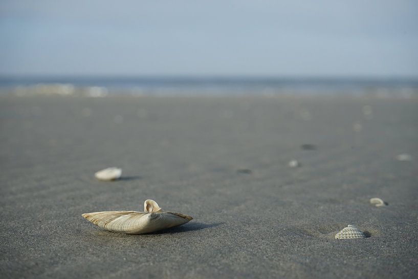 Beach with shell by Co Bliekendaal
