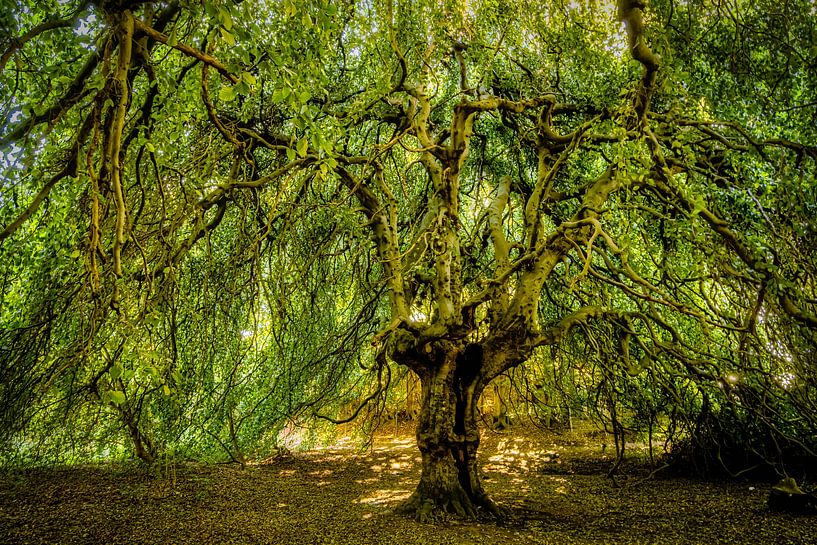 Feuillage et tronc du hêtre pleureur HDR par Dieter Walther
