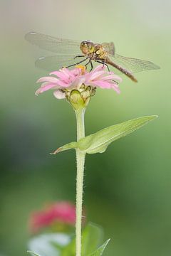 Steenrode Heidelibel op bloem van Jeroen Stel