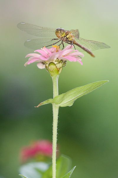 Brick red Heidelibel on flower by Jeroen Stel