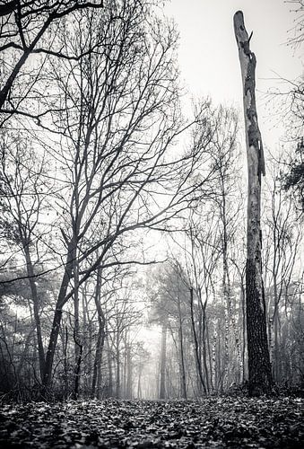 Dood hout (zwart-wit)