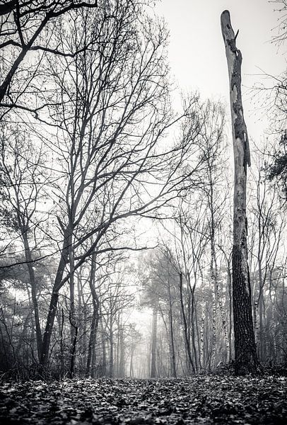Dood hout (zwart-wit) van Fotografie Jeronimo