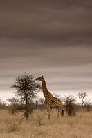 Giraffe in Kruger National Park