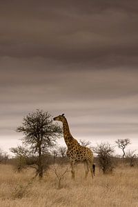 Giraffe in Kruger National Park van Jasper van der Meij