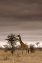 Giraffe im Krüger-Nationalpark von Jasper van der Meij Miniaturansicht