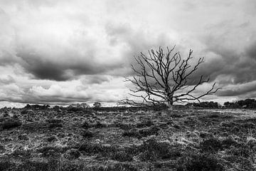 Natuur Kampina van Judith van Mil