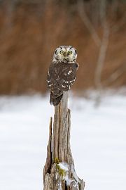 A Tengmalm's Owl on a log by Teresa Bauer