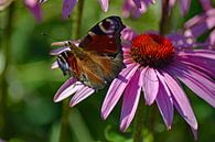 Pfau auf Echinacea-Blüte von Vrije Vlinder Fotografie Miniaturansicht