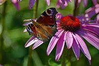 Pfau auf Echinacea-Blüte