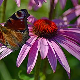 Peacock on Echinacea flower by Vrije Vlinder Fotografie