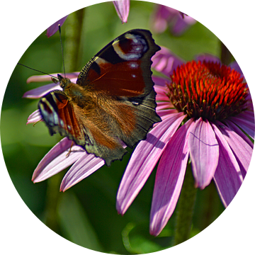Dagpauwoog op Echinaceabloem van Vrije Vlinder Fotografie