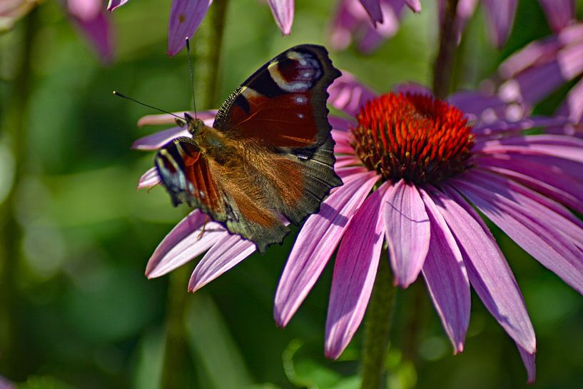 Pfau auf Echinacea-Blüte von Vrije Vlinder Fotografie