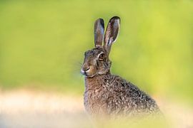 brown hare sits on a field and sunbathes by Mario Plechaty Photography