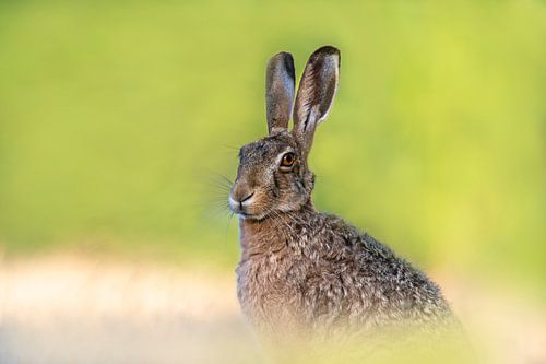 Bruine haas zit in een veld te zonnen