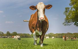 Braun-weiße Holstein-Kuh schaut in die Kamera von Marc Venema