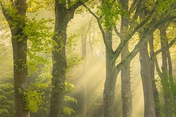 Lichtspel met prachtig licht en zonneharpen tussen de bomen in Spier van KB Design & Photography (Karen Brouwer)