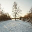 winter@zwevegem van Bart Colson thumbnail