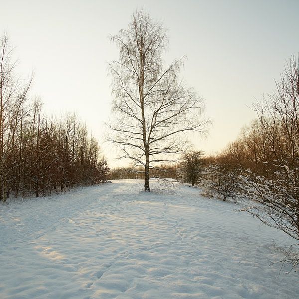 winter@zwevegem par Bart Colson