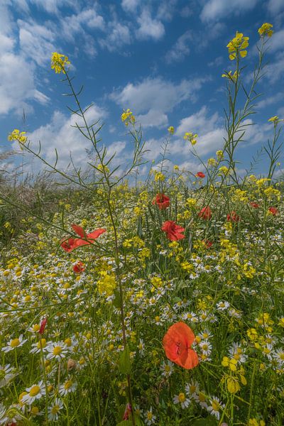 Veldbloemen by Moetwil en van Dijk - Fotografie