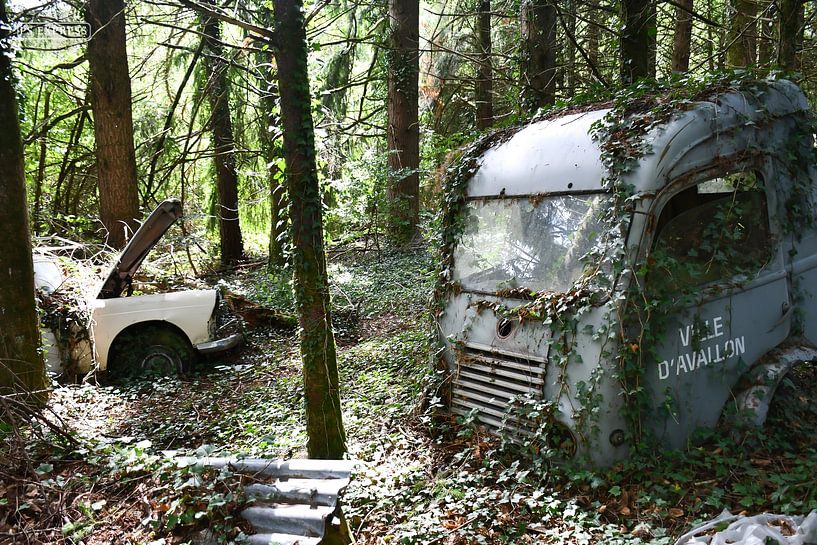 Voitures oubliées dans la forêt par Bianca Luidinga