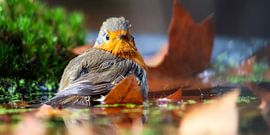 Morning ritual Bathing by Luc De Cock