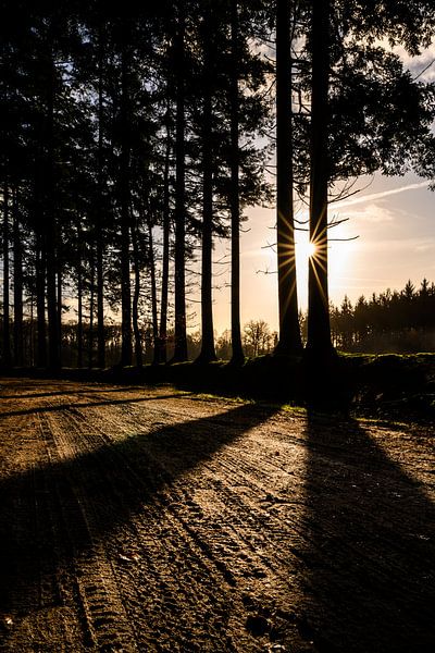 Here comes the sun - Bakkeveen van Ilona van Dijk