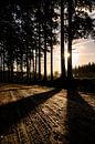 Here comes the sun - Bakkeveen van Ilona van Dijk thumbnail