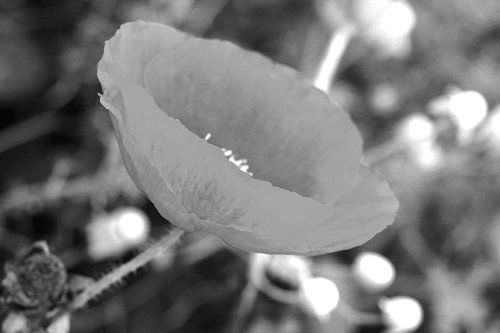 Poppy Grautöne 