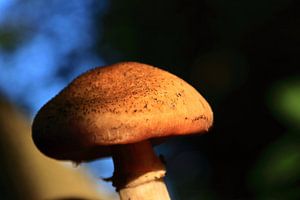 Bruine paddenstoelen hoed verlicht door de herfst zon