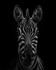 Zebra in een zwart/wit uitvoering van Mark Evenhuis
