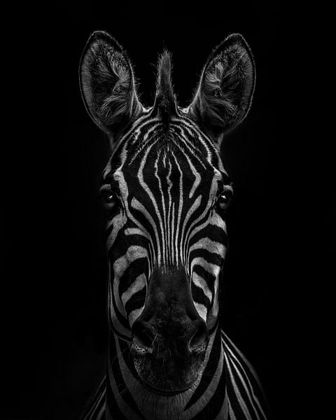 Zèbre en version noir et blanc par Mark Evenhuis