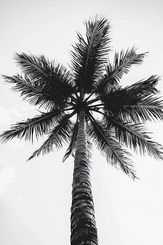 Palme Himmel