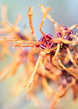 witch hazel, orange