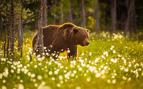 Bruine beer (Ursus arctos) in de taiga