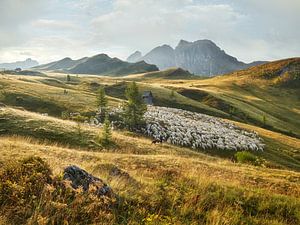 Kudde schapen