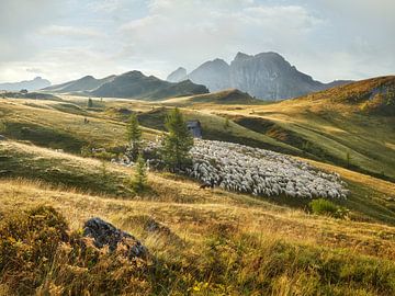 Flock of sheep by Rainer Mirau