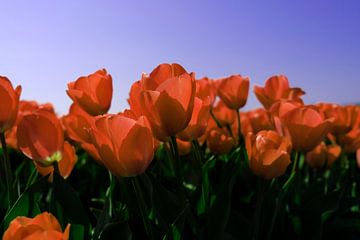 Oranje tulpen tegen paarse achtergrond van Helene van Rijn