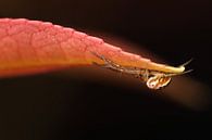 Spin aan rood blad von Amanda Blom Miniaturansicht