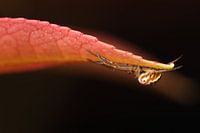 Spin aan rood blad